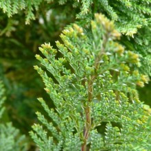 Chamaecyparis lawsoniana 'Ellwoodii'