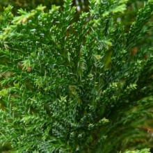 Chamaecyparis lawsoniana 'Ellwoodii'