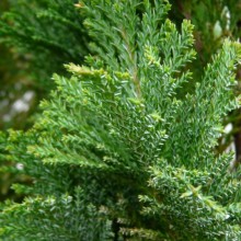 Chamaecyparis lawsoniana 'Ellwoodii'