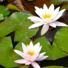 Nymphaea 'Marliacea Rosea'