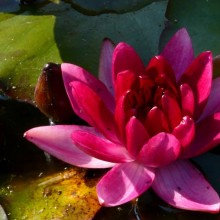 Nymphaea 'William Falconer'