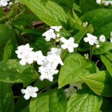 Omphalodes verna 'Alba'