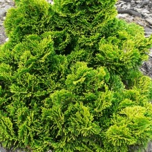 Chamaecyparis obtusa 'Aurea'