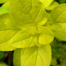 Origanum vulgare 'Aureum'
