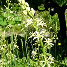 Ornithogalum pyrenaicum