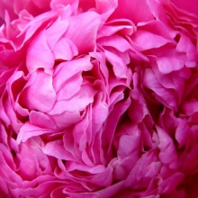 Paeonia