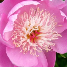 Paeonia lactiflora 'Bowl of Beauty'