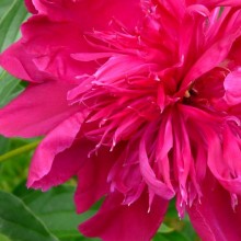 Paeonia lactiflora 'Kansas'
