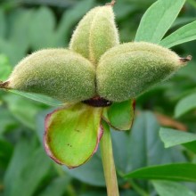 Paeonia officinalis