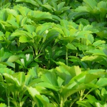 Pachysandra terminalis