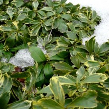 Pachysandra terminalis 'Variegata'