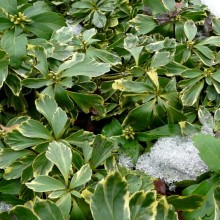 Pachysandra terminalis 'Variegata'
