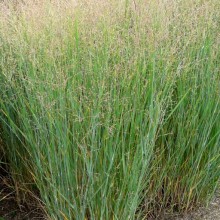 Panicum virgatum 'Heavy Metal'