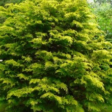 Chamaecyparis obtusa 'Kerdalo'