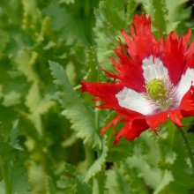 Papaver