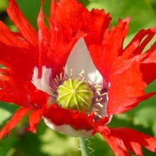 Papaver