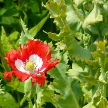 Papaver