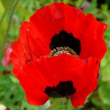 Papaver