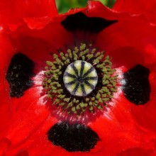 Papaver