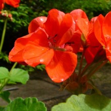 Pelargonium 