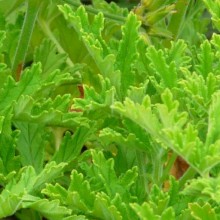 Pelargonium odoratissimum