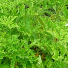 Pelargonium odoratissimum