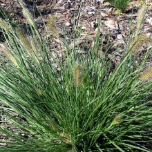 Pennisetum alopecuroides