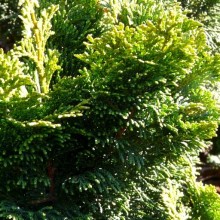 Chamaecyparis obtusa 'Nana Gracilis'