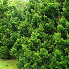 Chamaecyparis obtusa 'Nana Gracilis'