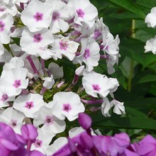 Phlox paniculata