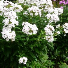 Phlox paniculata