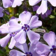 Phlox subulata 'Benita'