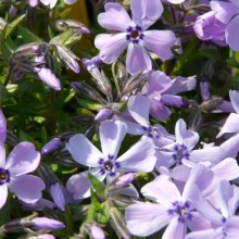 Phlox subulata 'Benita'