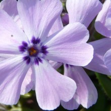 Phlox subulata 'Benita'