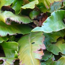 Phyllitis scolopendrium
