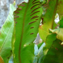 Phyllitis scolopendrium
