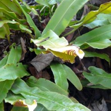 Phyllitis scolopendrium