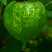 Physalis alkekengi