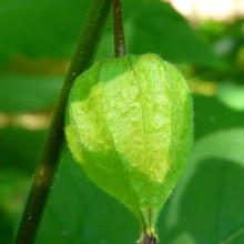Physalis alkekengi