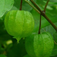 Physalis alkekengi