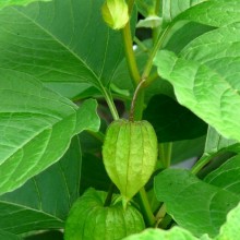 Physalis alkekengi