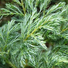 Chamaecyparis pisifera 'Boulevard'