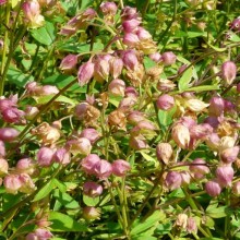 Polemonium reptans