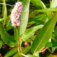 Polygonum amphibium