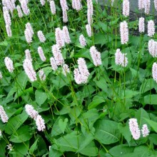 Polygonum bistorta