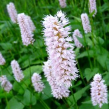 Polygonum bistorta