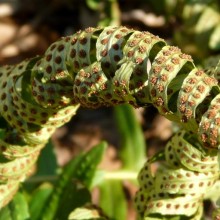 Polypodium vulgare