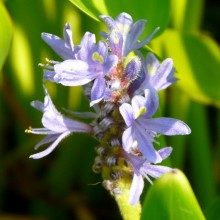 Pontederia cordata