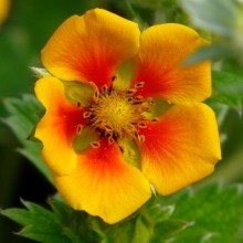 Potentilla atrosanguinea argyrophylla