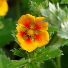 Potentilla atrosanguinea argyrophylla